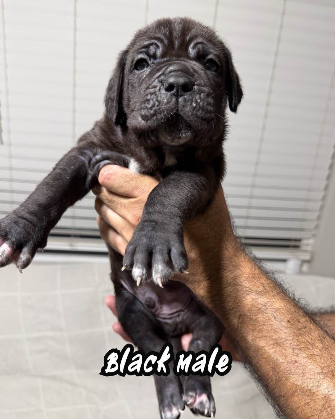 Neapolitan Mastiff Puppies breeder image 6