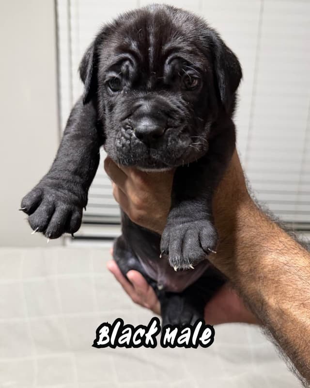 Neapolitan Mastiff Puppies media 2