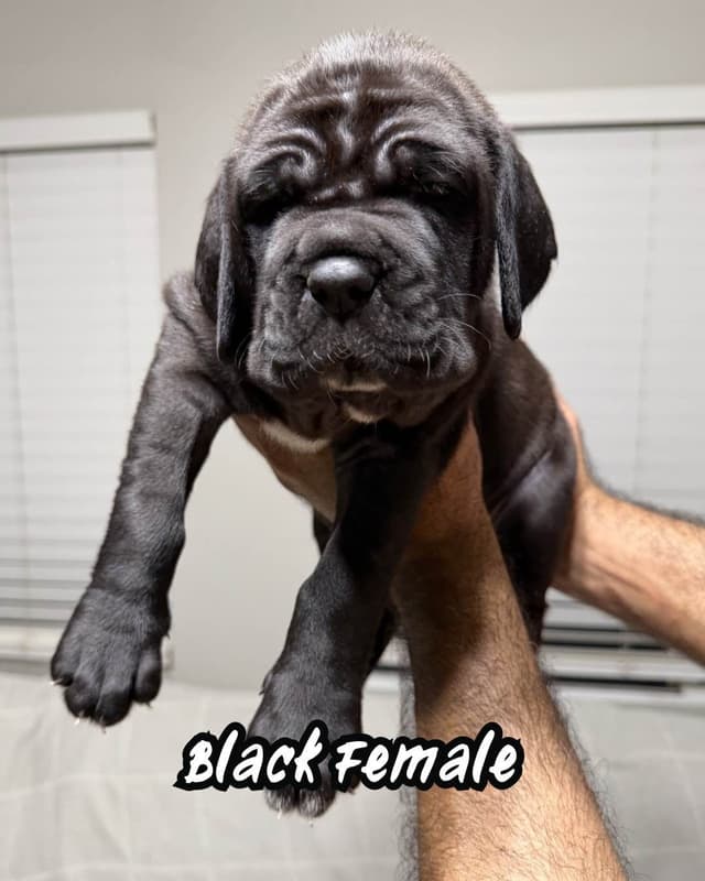 Neapolitan Mastiff Puppies media 4
