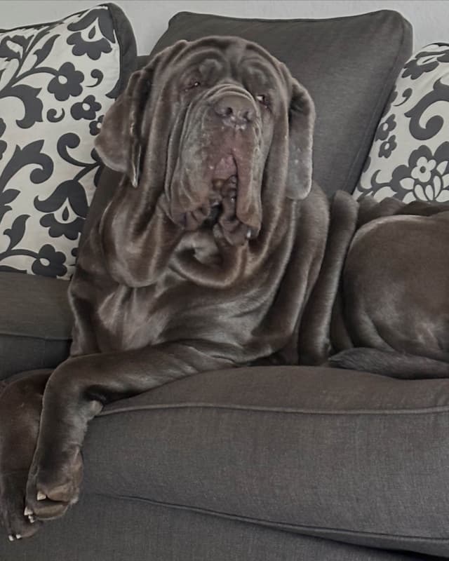 Neapolitan Mastiff Puppies media 7