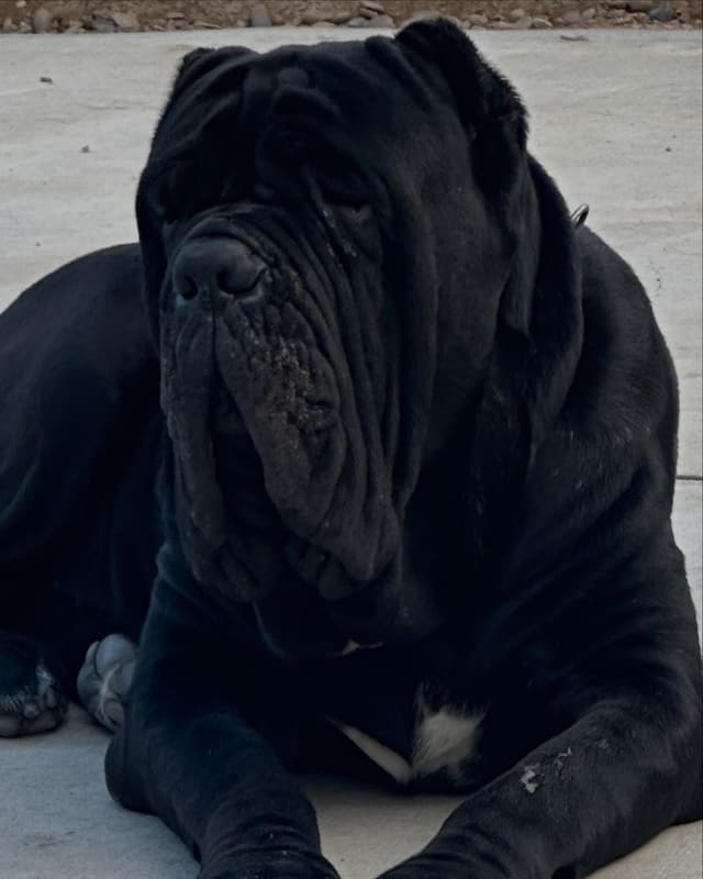Neapolitan Mastiff Puppies media 8