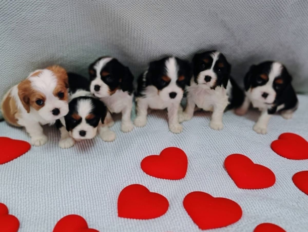 Cavalier King Charles Spaniel Puppies Fire and Gem Litter breeder image 1