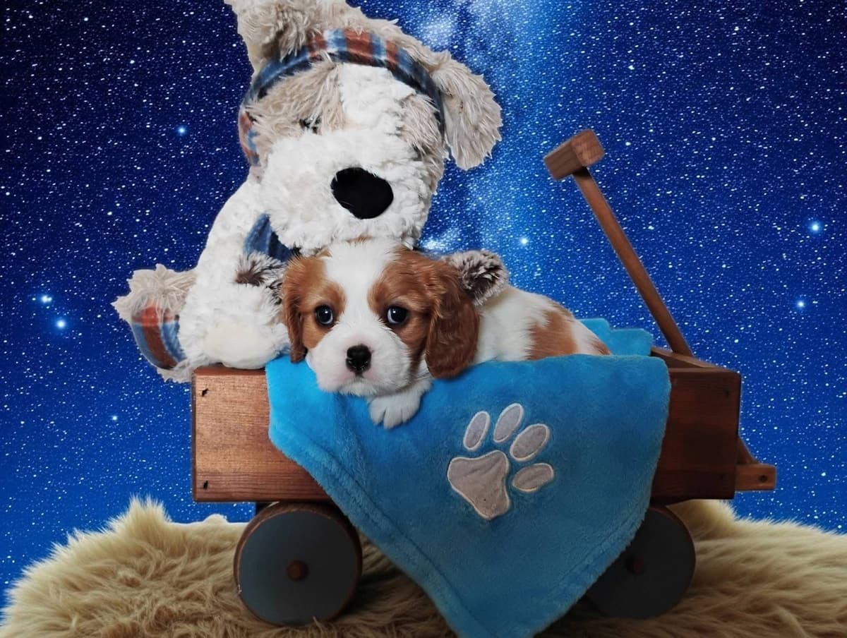 Cavalier King Charles Spaniel Puppies Fire and Gem Litter breeder image 6
