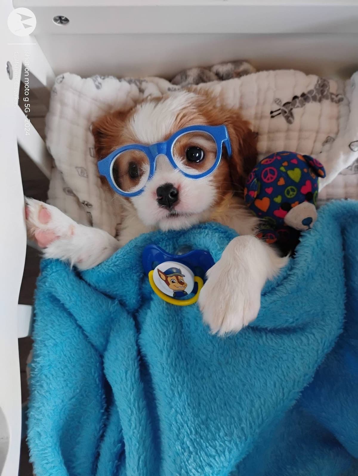 Cavalier King Charles Spaniel Puppies Fire and Gem Litter breeder image 5