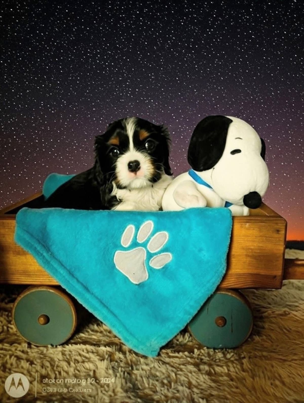 Cavalier King Charles Spaniel Puppies Fire and Gem Litter breeder image 2
