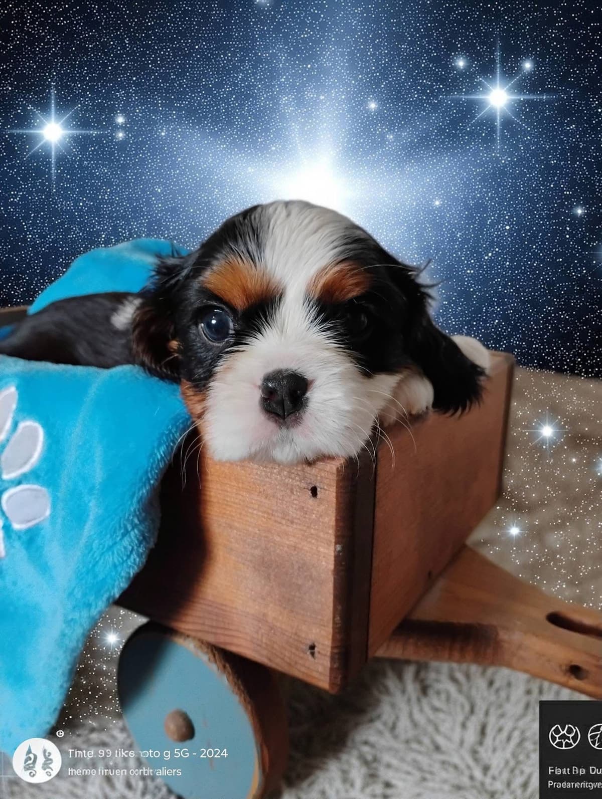 Cavalier King Charles Spaniel Puppies Fire and Gem Litter breeder image 8