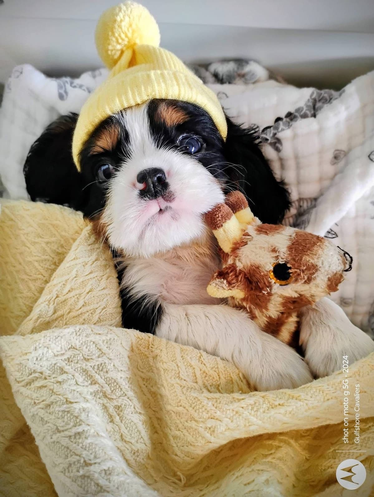 Cavalier King Charles Spaniel Puppies Fire and Gem Litter breeder image 3