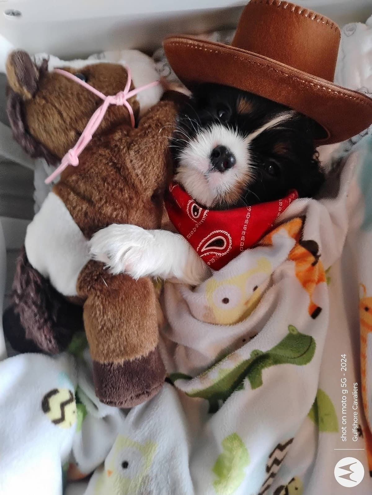 Cavalier King Charles Spaniel Puppies Fire and Gem Litter breeder image 4