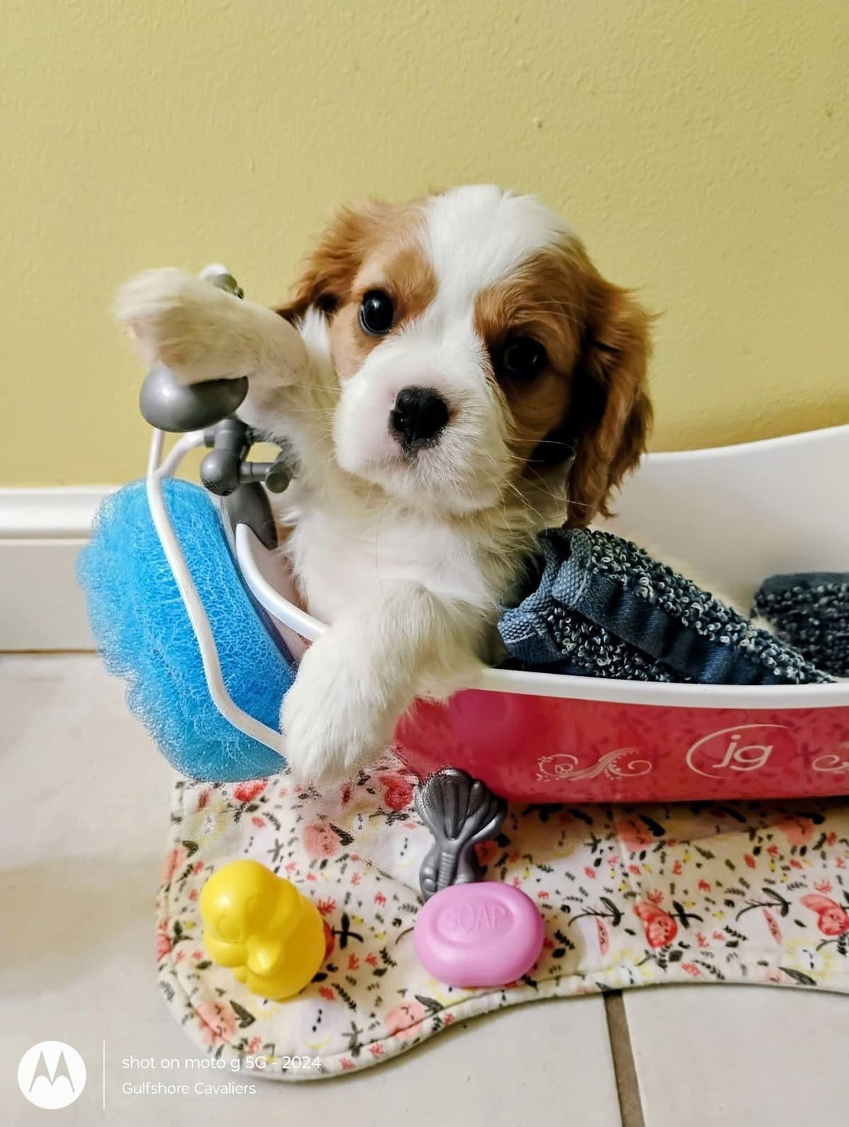 Cavalier King Charles Spaniel Puppies Fire and Gem Litter breeder image 9