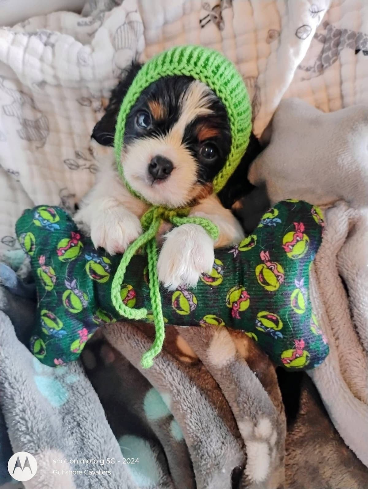 Cavalier King Charles Spaniel Puppies Fire and Gem Litter breeder image 10
