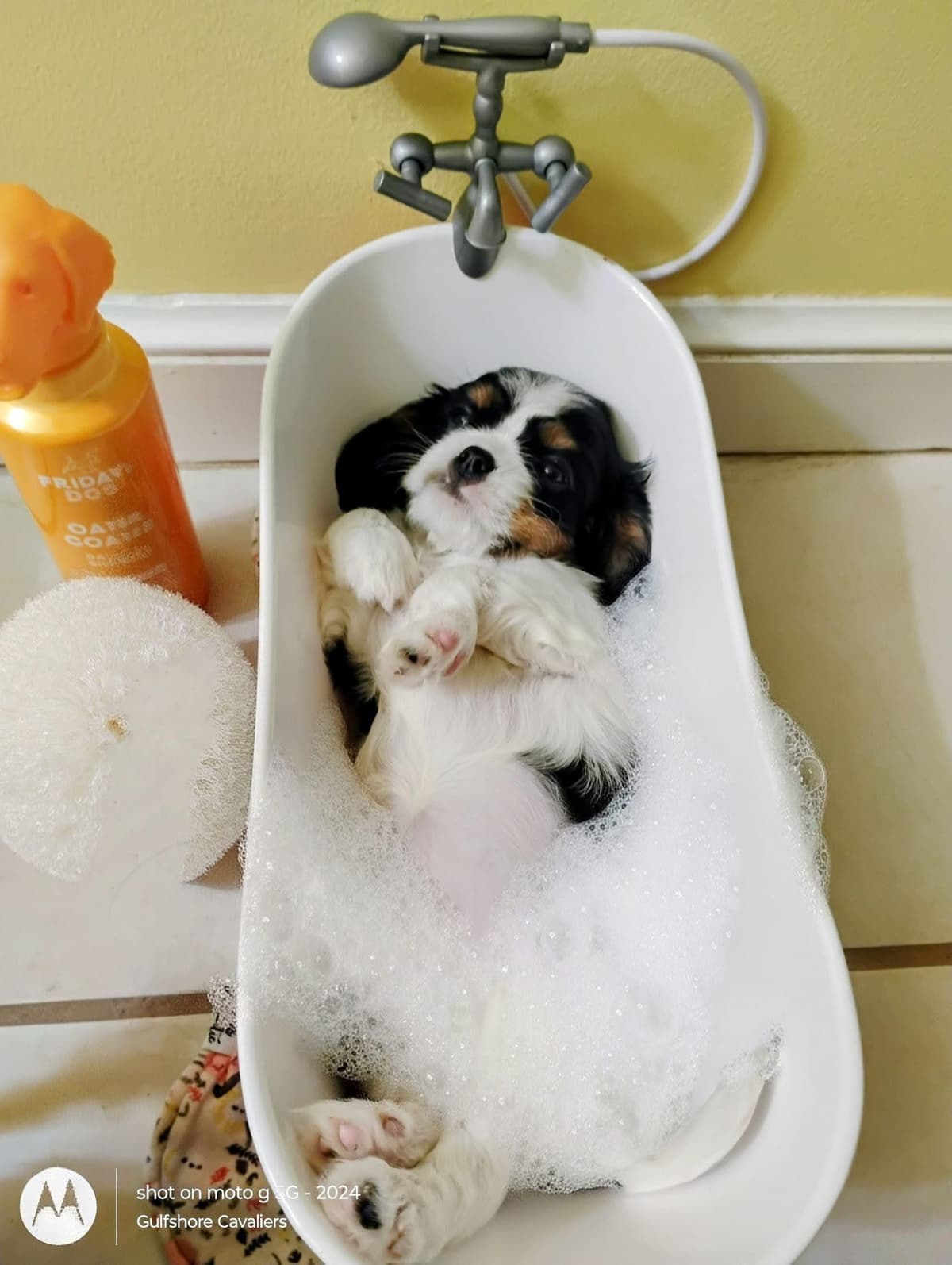 Cavalier King Charles Spaniel Puppies Fire and Gem Litter breeder image 7