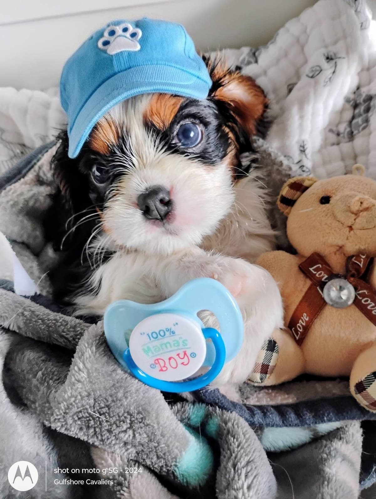 Cavalier King Charles Spaniel Puppies Fire and Gem Litter breeder image 15