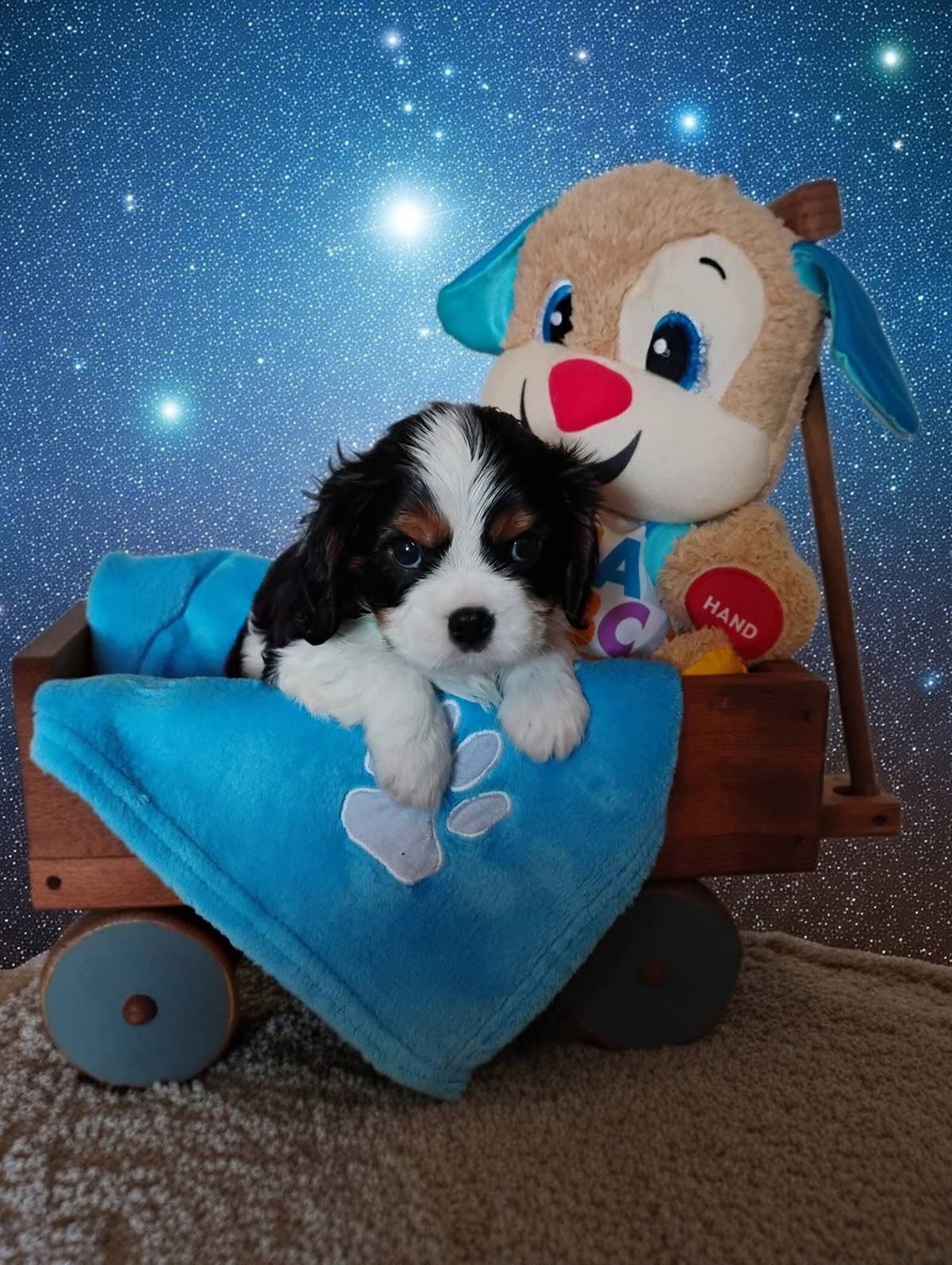 Cavalier King Charles Spaniel Puppies Fire and Gem Litter breeder image 12