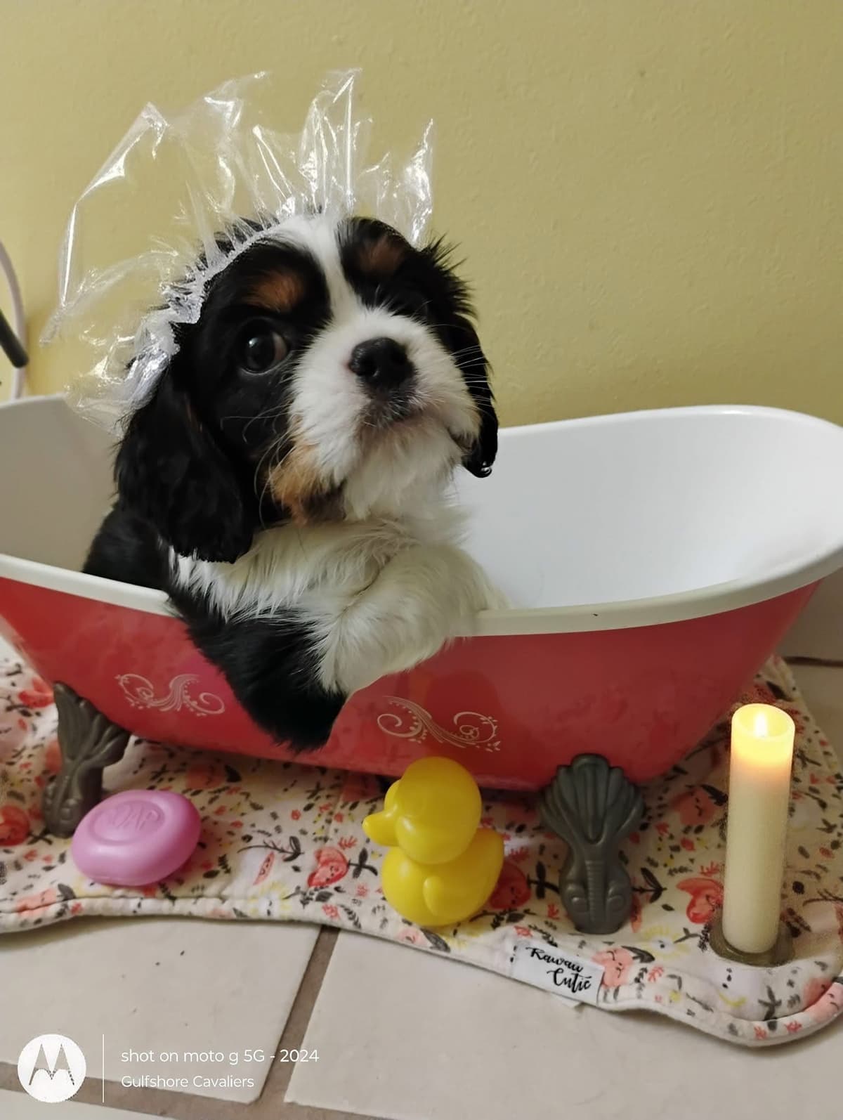 Cavalier King Charles Spaniel Puppies Fire and Gem Litter breeder image 11