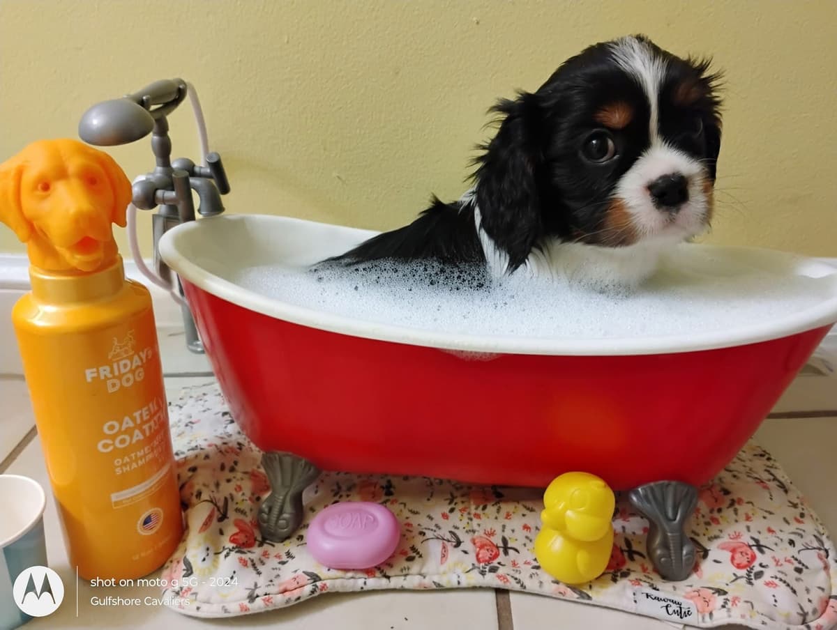Cavalier King Charles Spaniel Puppies Fire and Gem Litter breeder image 16