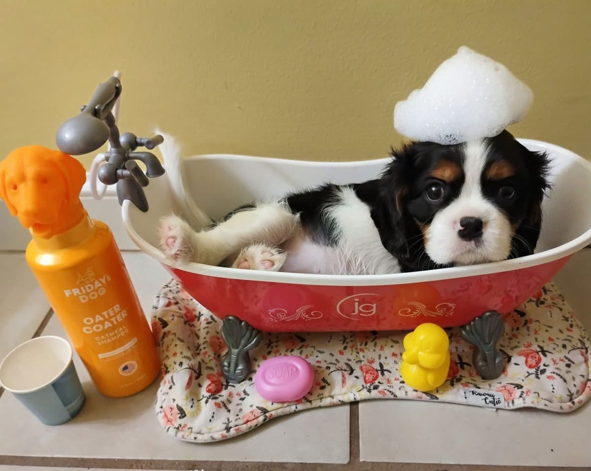 Cavalier King Charles Spaniel Puppies Fire and Gem Litter breeder image 14