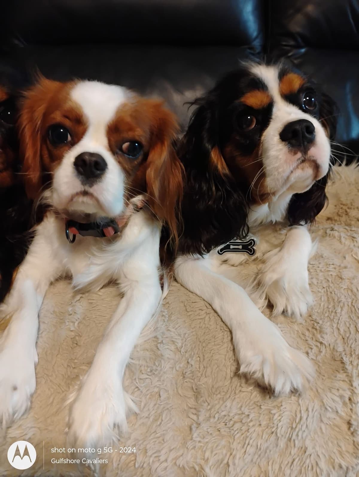 Cavalier King Charles Spaniel Puppies Fire and Gem Litter breeder image 17