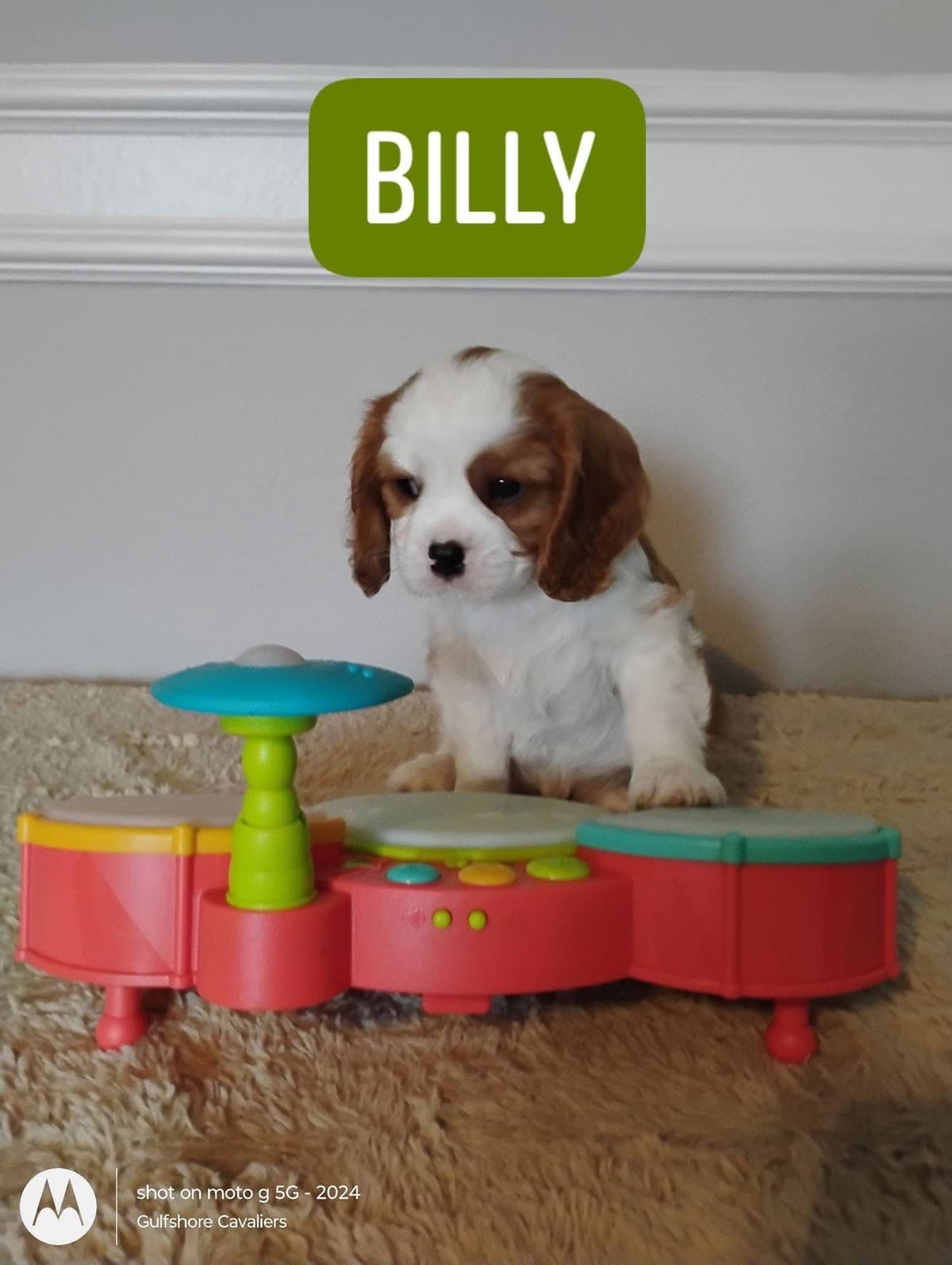 Cavalier King Charles Spaniel Puppies Fire and Gem Litter breeder image 19