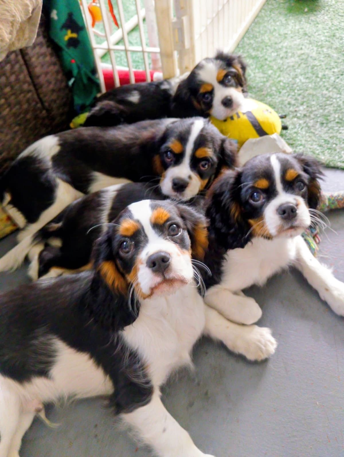 Cavalier King Charles Spaniel Puppies Fire and Gem Litter breeder image 20