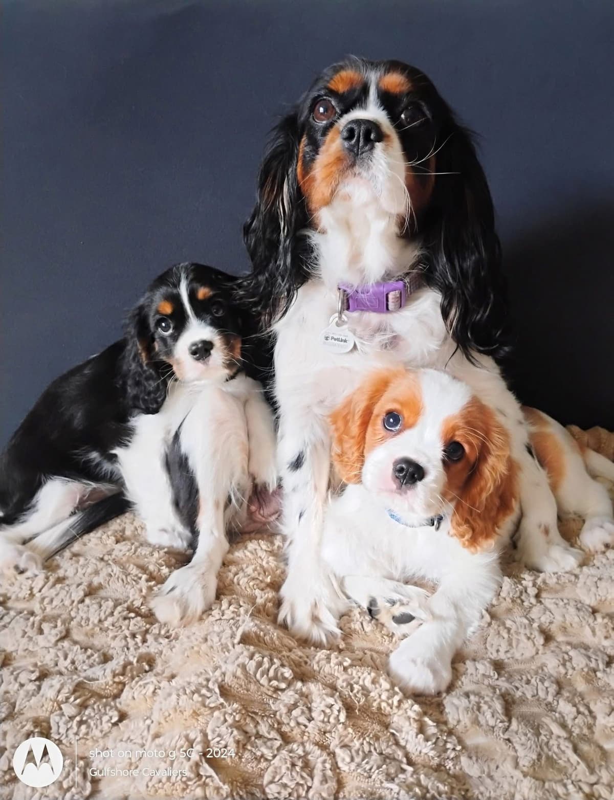 Cavalier King Charles Spaniel Puppies Fire and Gem Litter breeder image 21