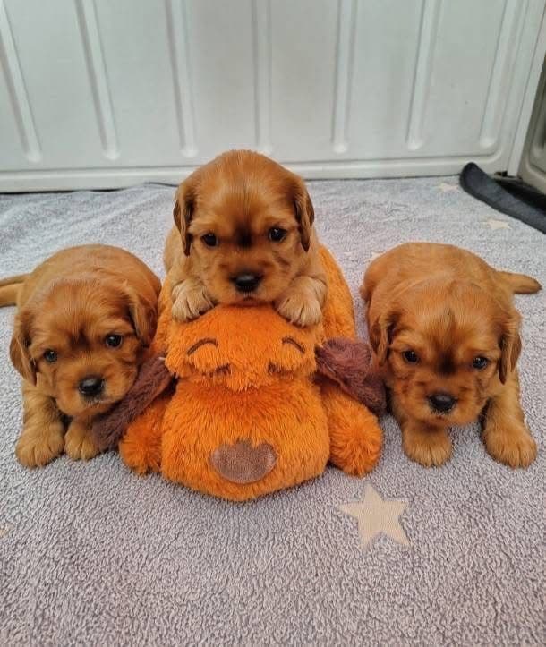Cavalier King Charles Spaniel Puppies Fire and Gem Litter media 4