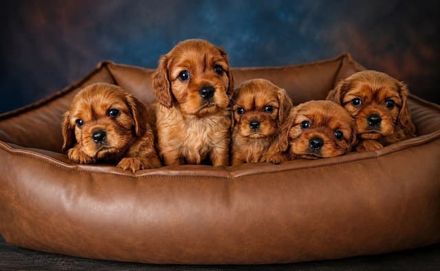 Cavalier King Charles Spaniel Puppies Fire and Gem Litter media 3