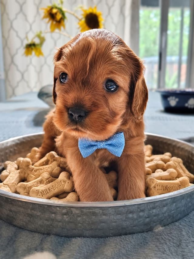 Cavalier King Charles Spaniel Puppies Fire and Gem Litter media 2