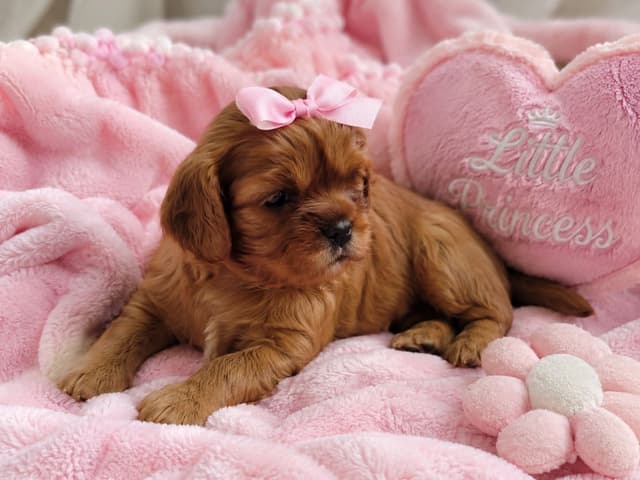 Cavalier King Charles Spaniel Puppies Fire and Gem Litter media 5