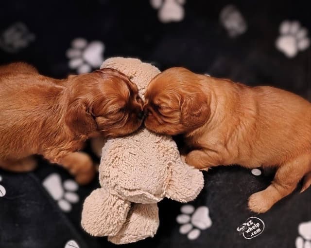 Cavalier King Charles Spaniel Puppies Fire and Gem Litter media 9