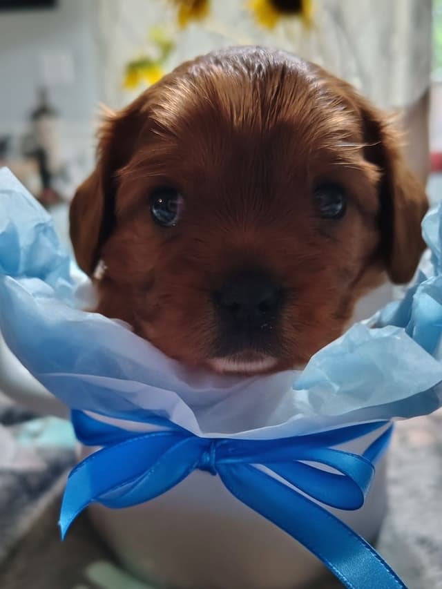 Cavalier King Charles Spaniel Puppies Fire and Gem Litter media 8