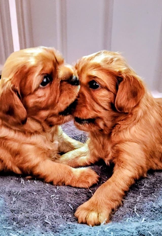 Cavalier King Charles Spaniel Puppies Fire and Gem Litter media 7