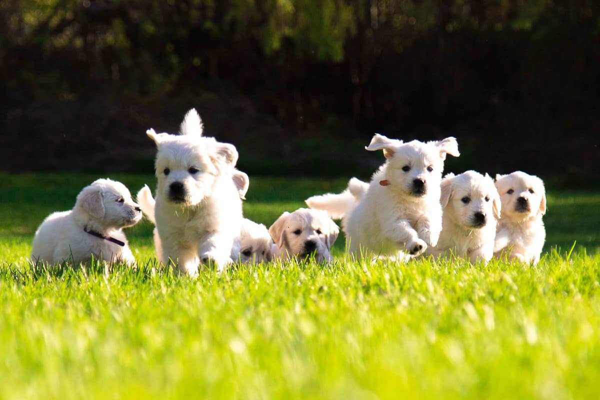 Stunning Light Golden Puppies breeder image 1
