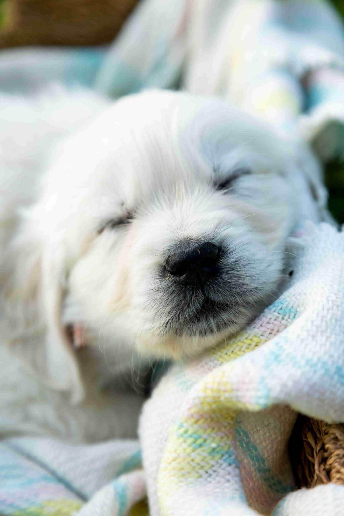 Stunning Light Golden Puppies breeder image 2