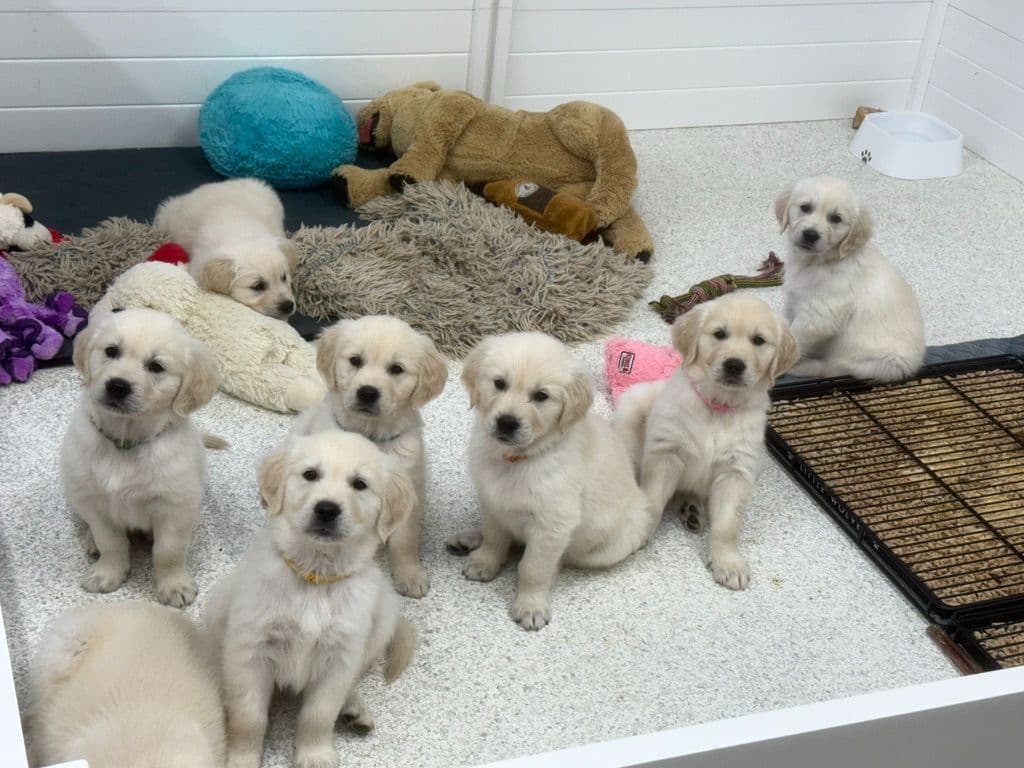 Stunning Light Golden Puppies breeder image 3
