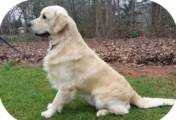 Stunning Light Golden Puppies breeder image 4