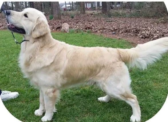 Stunning Light Golden Puppies breeder image 5