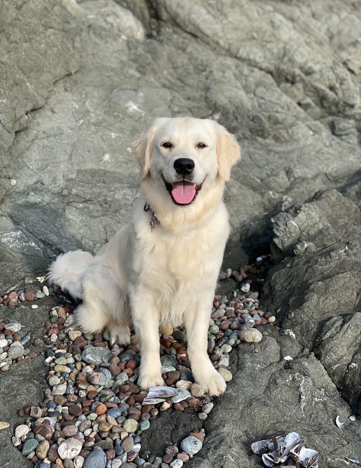 Stunning Light Golden Puppies breeder image 6