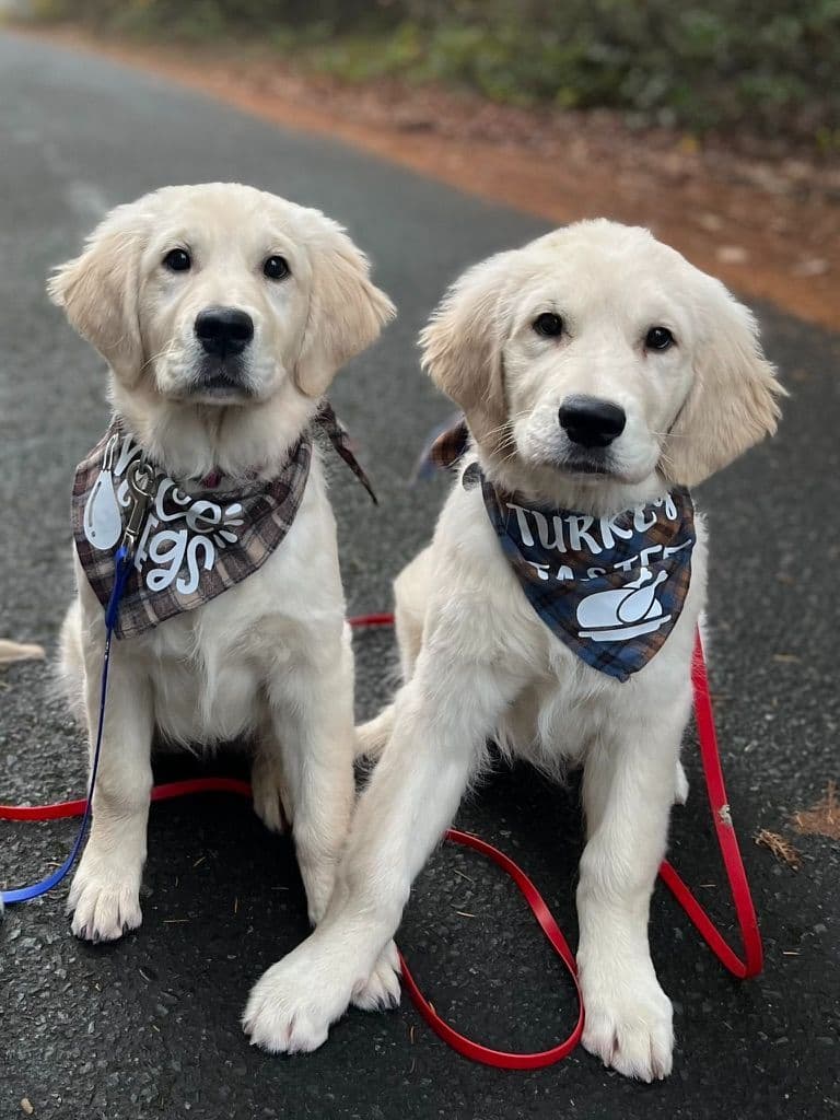 Stunning Light Golden Puppies breeder image 11