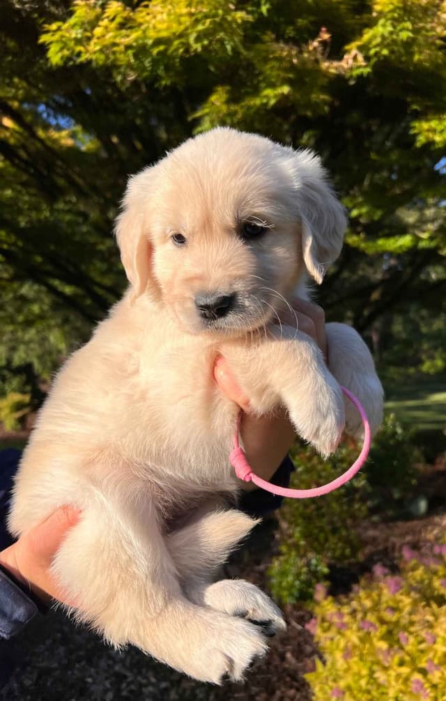 Stunning Light Golden Puppies media 8