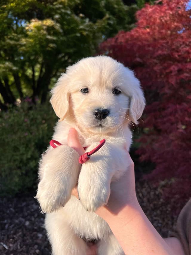 Stunning Light Golden Puppies media 6