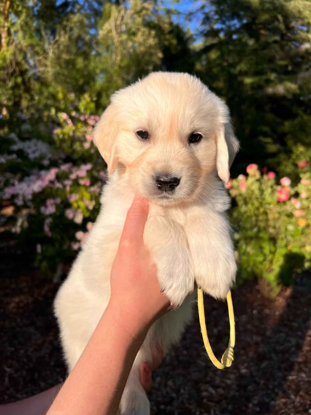 Stunning Light Golden Puppies media 9