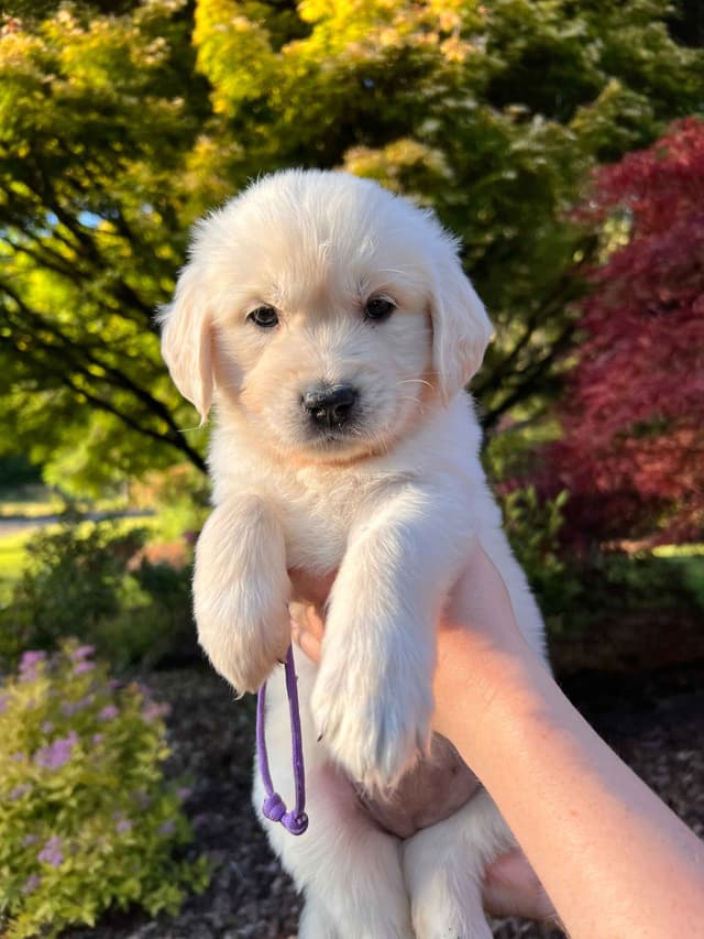 Stunning Light Golden Puppies media 10