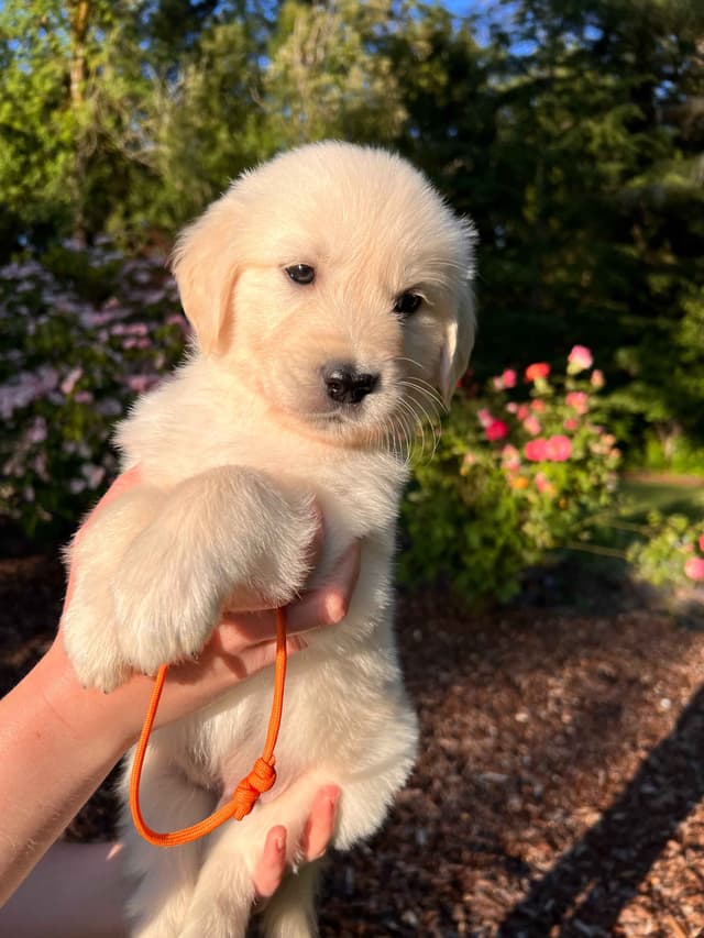 Stunning Light Golden Puppies media 11