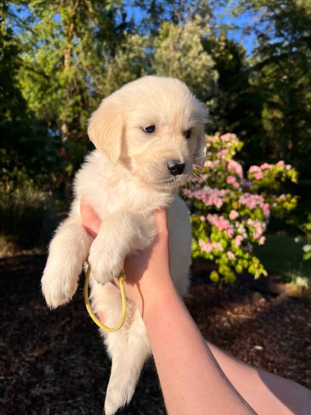 Stunning Light Golden Puppies media 12