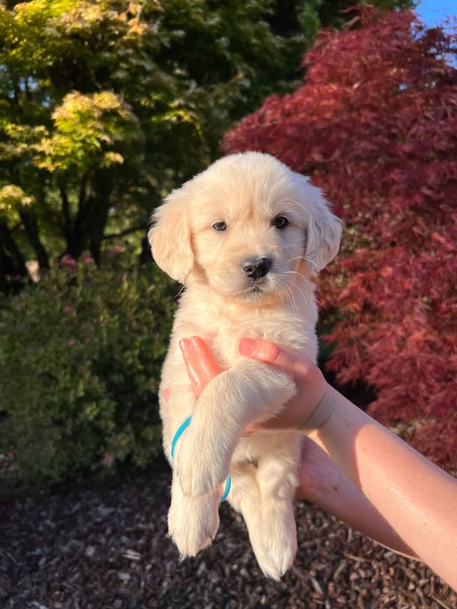 Stunning Light Golden Puppies media 4