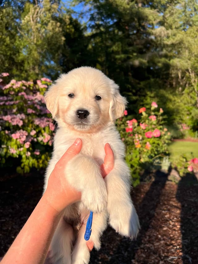 Stunning Light Golden Puppies media 13