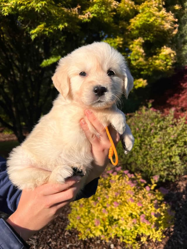 Stunning Light Golden Puppies media 5
