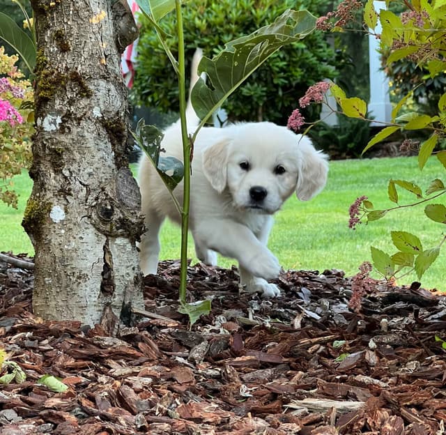 Stunning Light Golden Puppies media 3