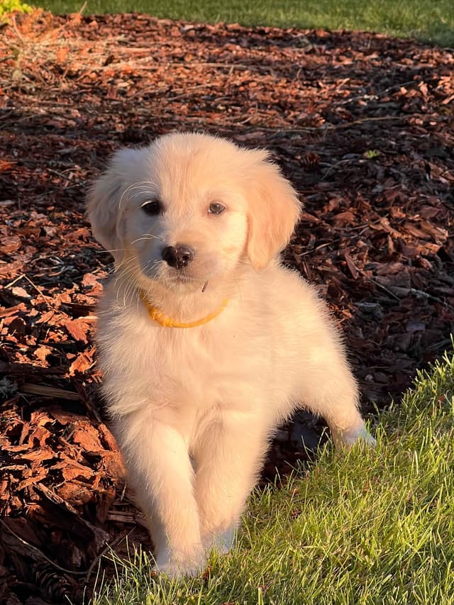 Stunning Light Golden Puppies media 14