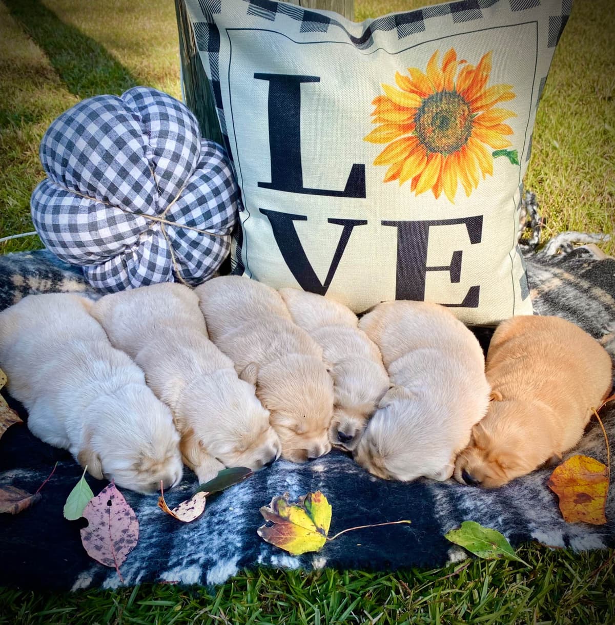Golden Retriever Puppies breeder image 3